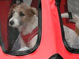 Boris Johnson and Carrie Symonds' Jack Russell rescue dog arrives at No 10 Downing Street