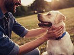 Dogs have 'had their brains shaped' to behave in specific ways by man over centuries, study finds 