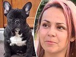 French bulldog Roger dies from heatstroke in the cargo hold of a KLM flight from Amsterdam to Boston