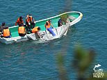 Japan's annual dolphin hunt gets underway as the first animals are slaughtered in a cove