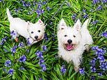 Study finds Britons may be falling out of love with Westies