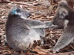 Two Koalas on Kangaroo Island screech and claw in rare footage of the cuddly creatures' angry side